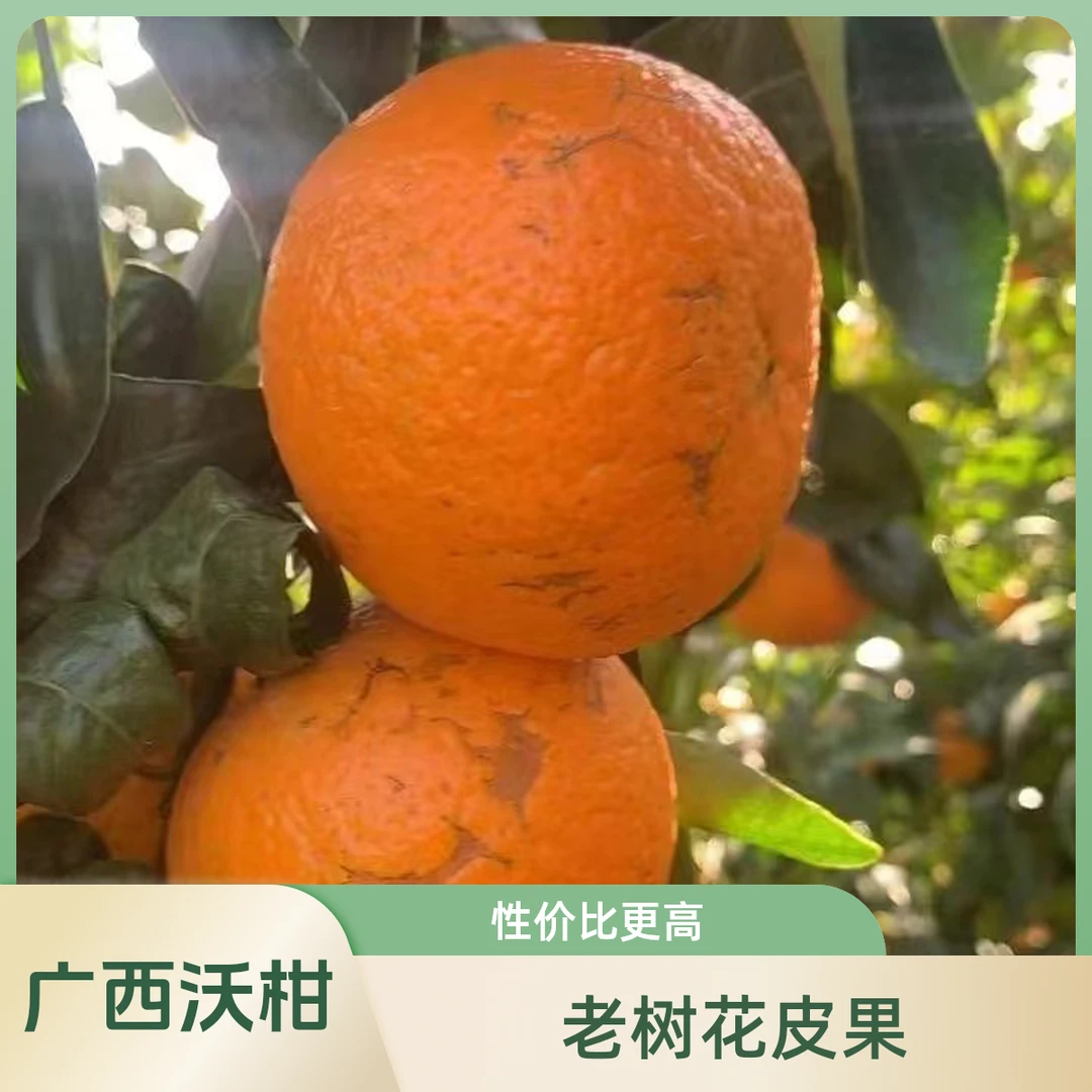 广西武鸣沃柑老树花皮果自然熟香甜多汁净重5斤/9斤新鲜采摘果