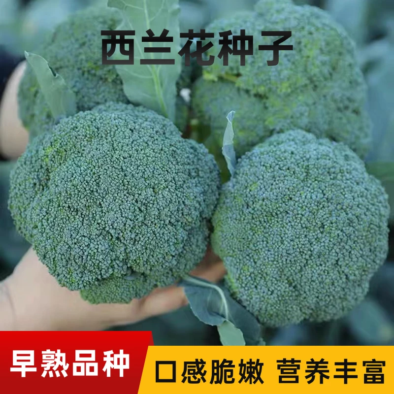 【全店满5包包邮】西兰花种子花椰菜绿花菜庭院小菜园高产耐寒菜籽