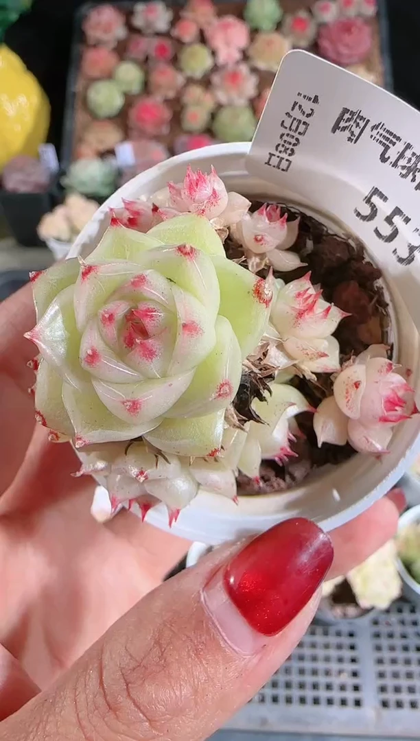 1208-553多肉群生不包整