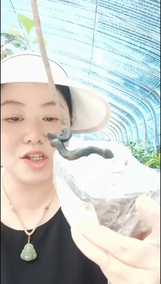 无花朵清**韵老鸦柿