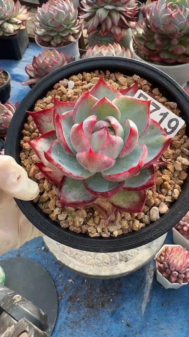 F719惊鸿（裸根发货）