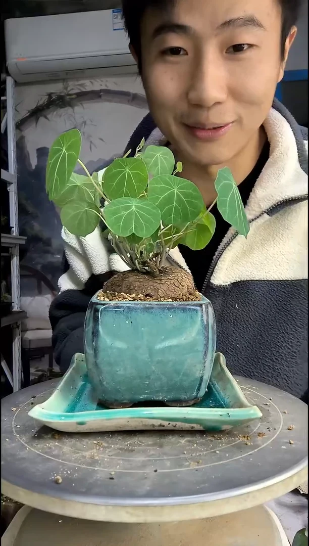 D****仔中青园艺一物一拍51