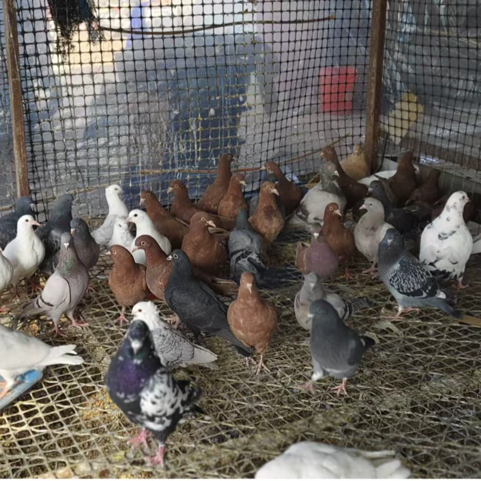 大体落地王银王鸽灰王鸽白羽王黑卡奴公黄卡奴鸽红卡奴鸽花色鸽