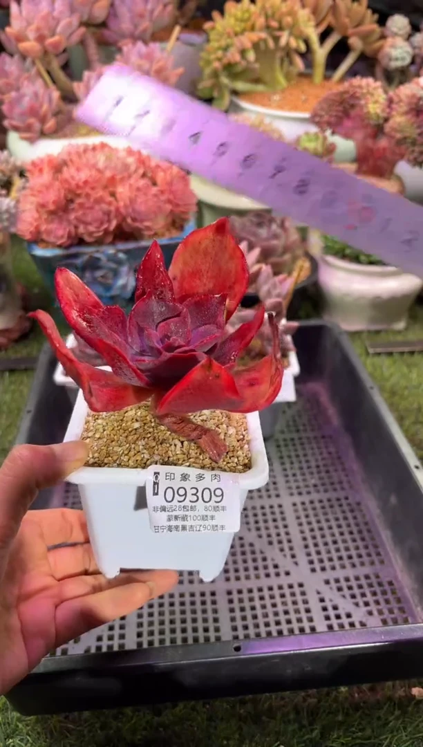 【闪购商品】09309