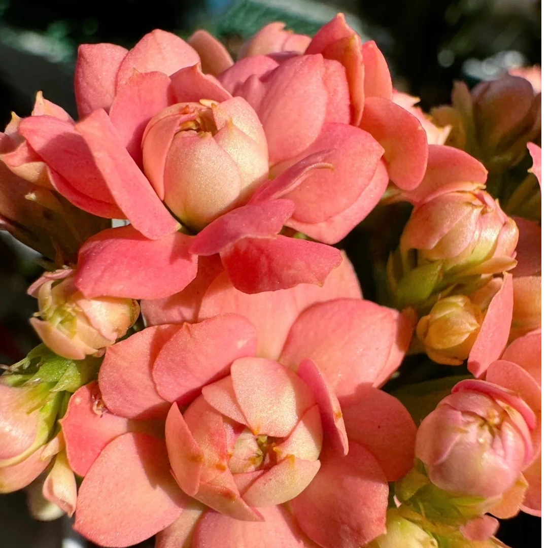 （葵花宝典 110盆）基地直发一代长寿  稀有大花品种  室内懒人花