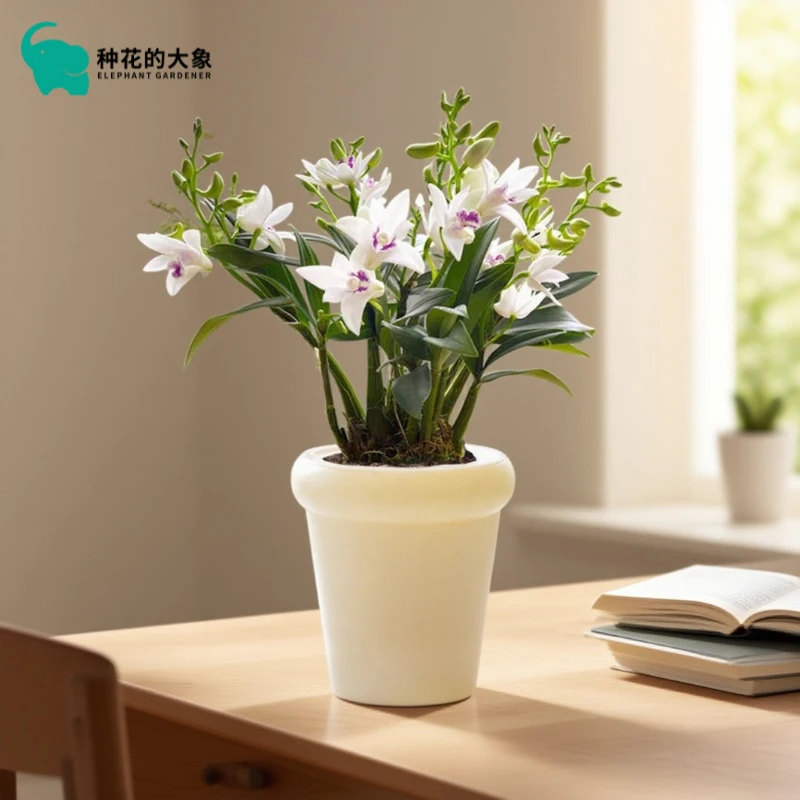 香水石斛兰盆栽绿植室内四季懒人好养浓香型开花植物
