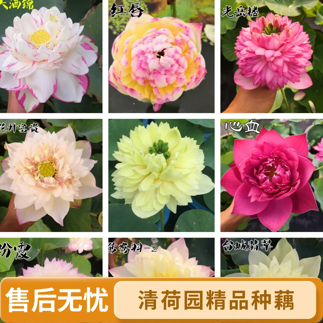 （荷园清品种福利）中大型品种荷花种藕苗碗莲盆栽观赏庭院造景