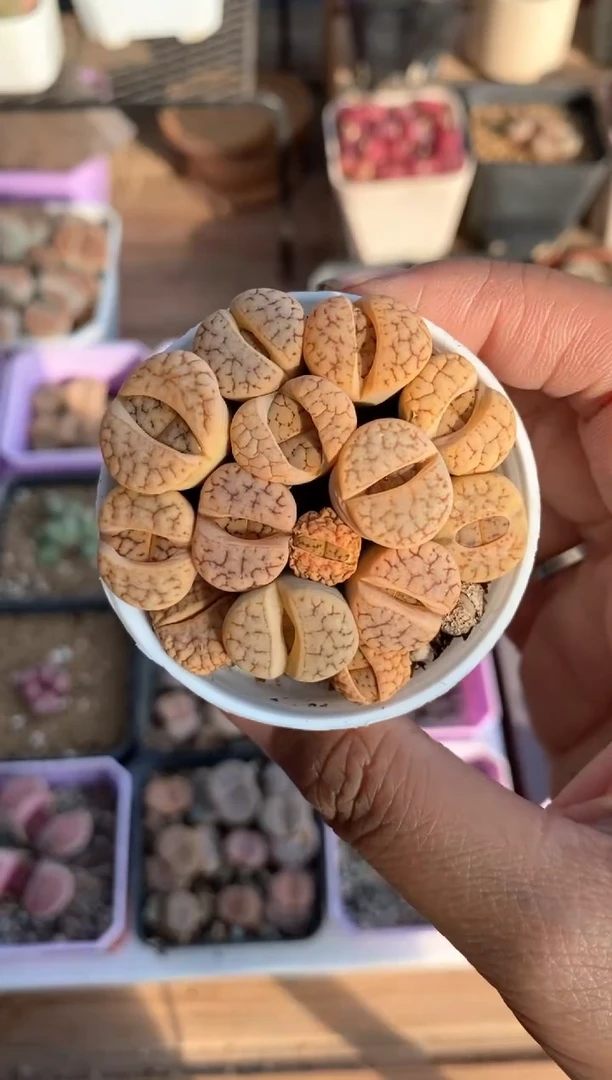 【闪购商品】7632直播一物一拍