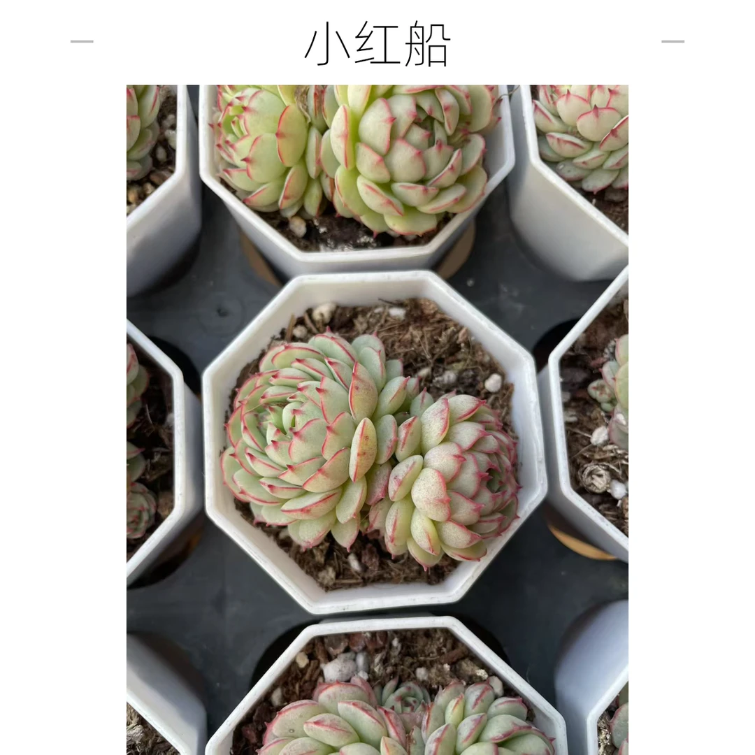 小红船实物以直播间为准满20包邮