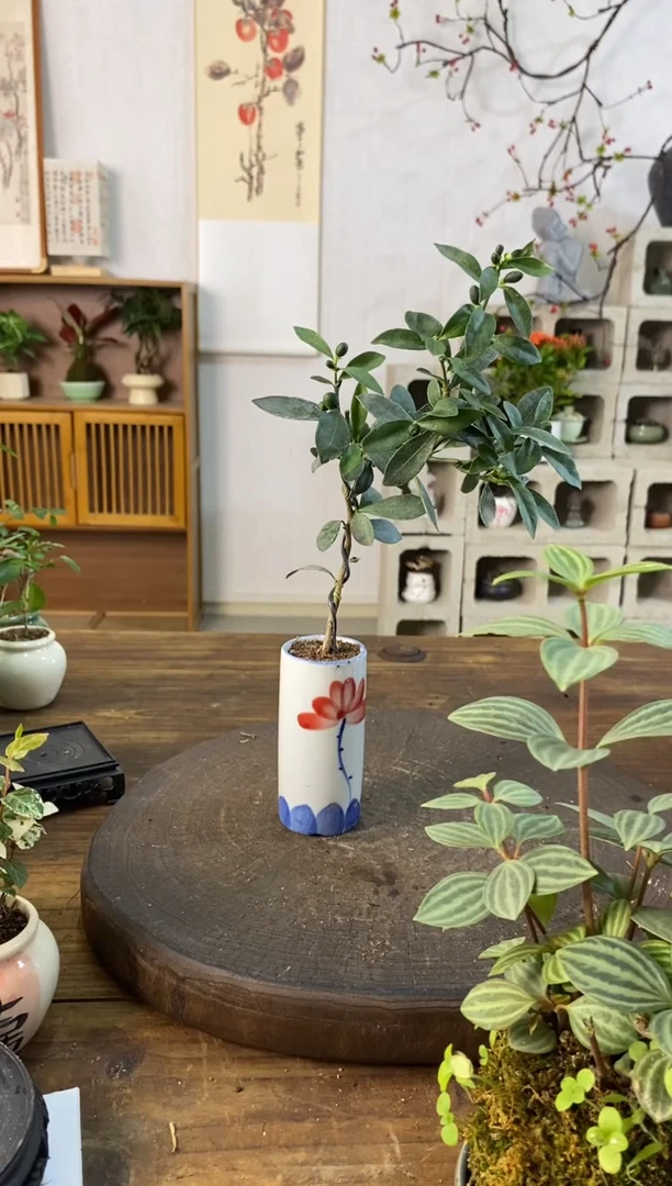 当前无花栽培后可以开花金豆124