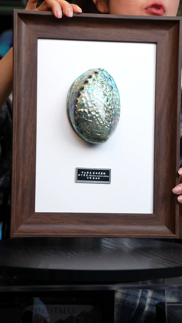 墨西哥蓝鲍标本摆件