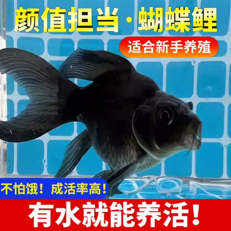 台湾蝴蝶鲤短身大鳍大尾冷水鱼黑色墨蝶观赏鱼鱼苗活体
