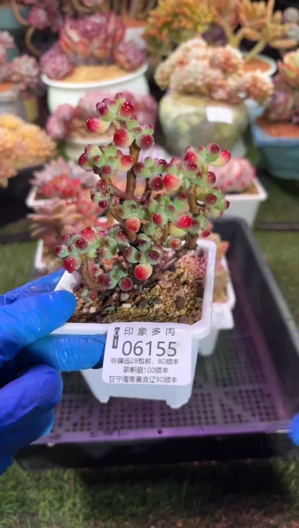 【闪购商品】06155