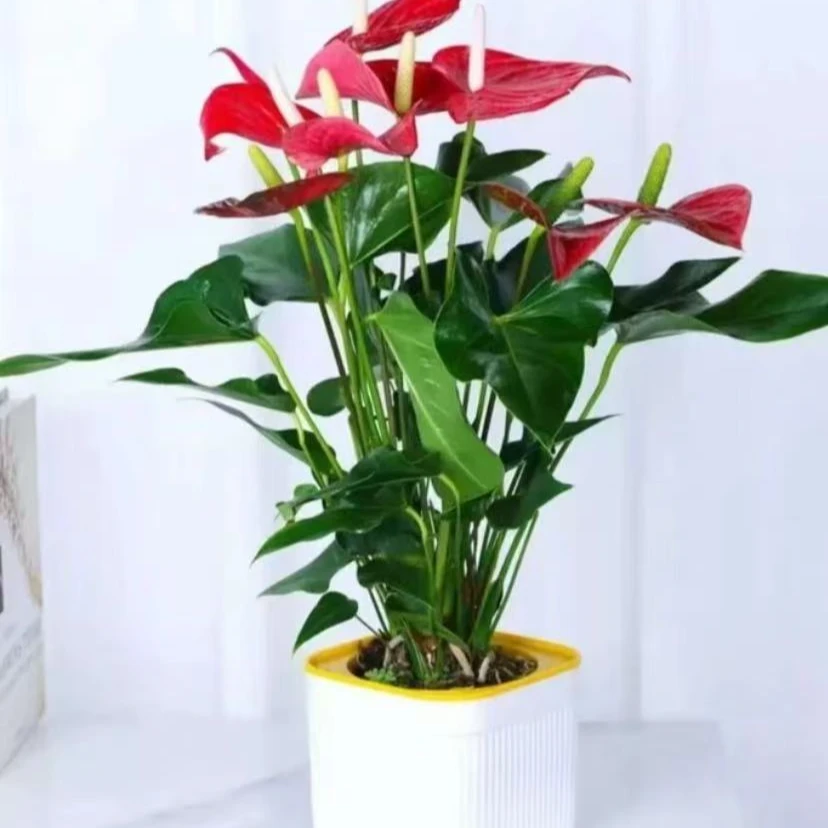 {A级精品不拆盆}室内四季开花红掌盆栽水培绿植办公室净化空气