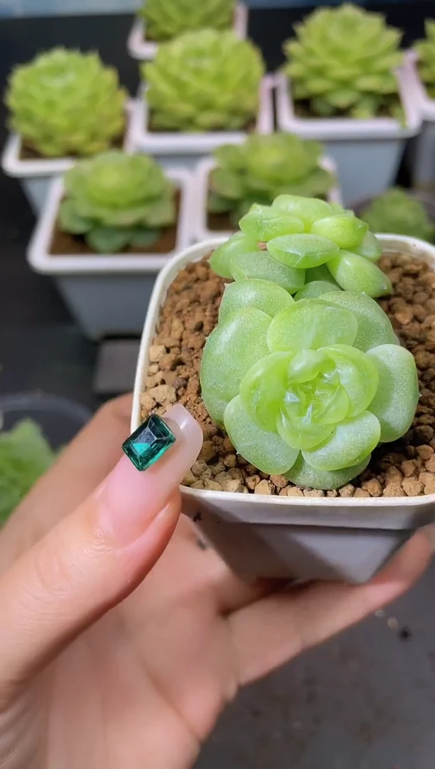 177新珍妮一物一拍