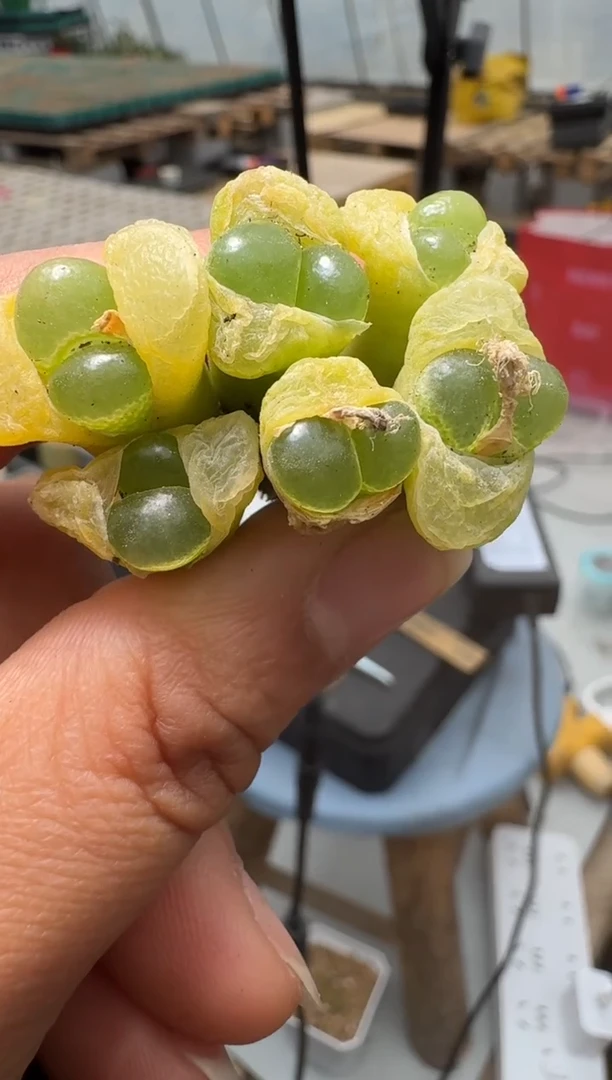 【闪购商品】15-54青蛙眼一颗