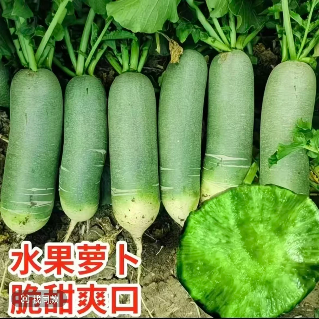 山东潍坊水果萝卜现挖现发新鲜现挖脆甜微辣