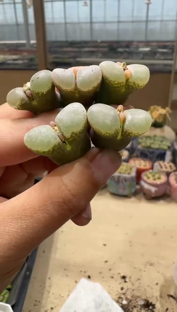 开***?6-82多肉植物肉锥