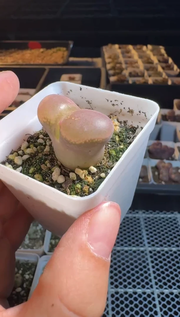 B*肉锥多肉植物5-100