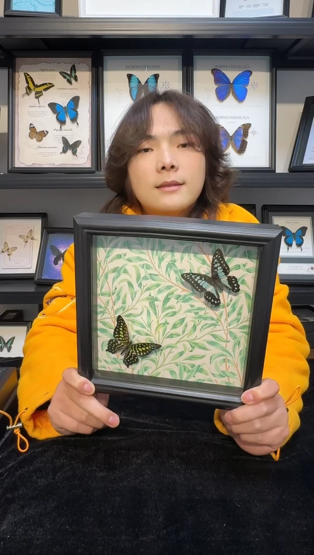 玻璃真实蝴蝶标本