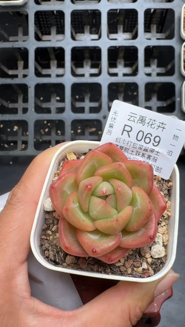 069R脱土发 当场拍3颗以上包柚 多肉植物 一物一拍