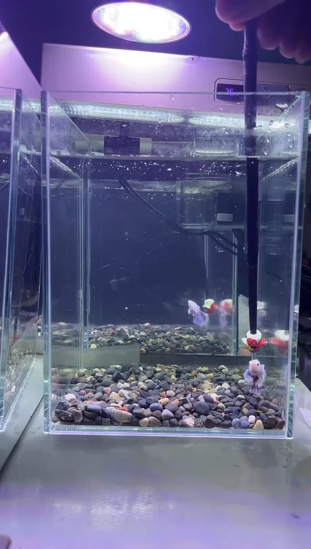 斗鱼斗鱼竟拍连接22