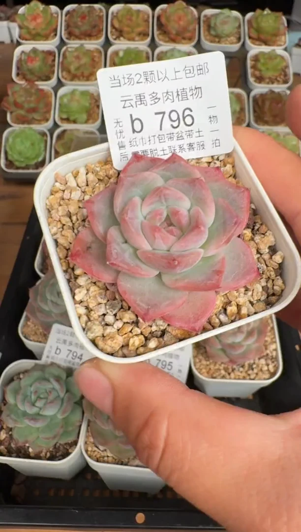 795b珍妮多肉(6.5cm杯）一物一拍 带盆土发