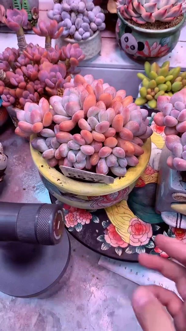 模特区香水老桩553Z