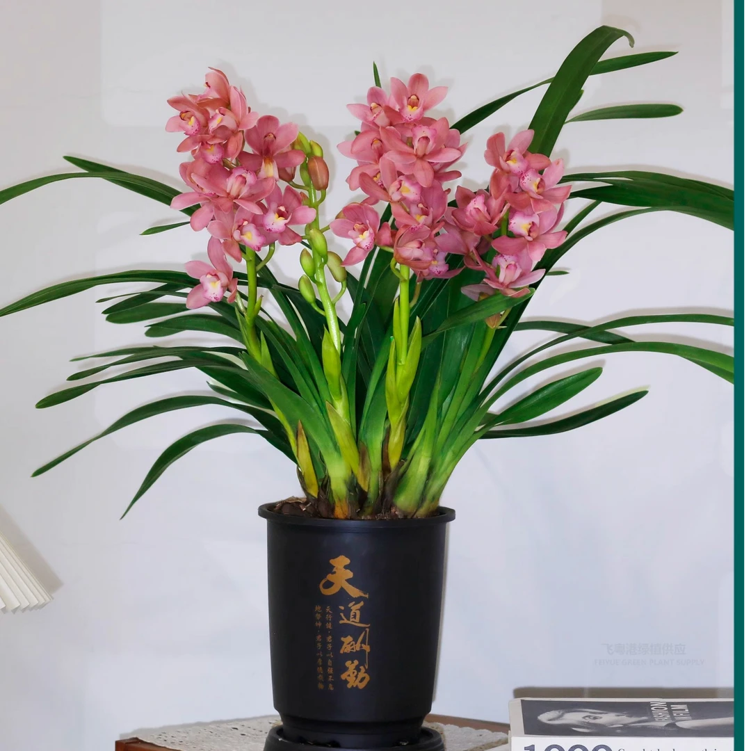 蕙兰【浪漫樱花】3-5起烂漫粉红色花清香好养带花剑春节期间开