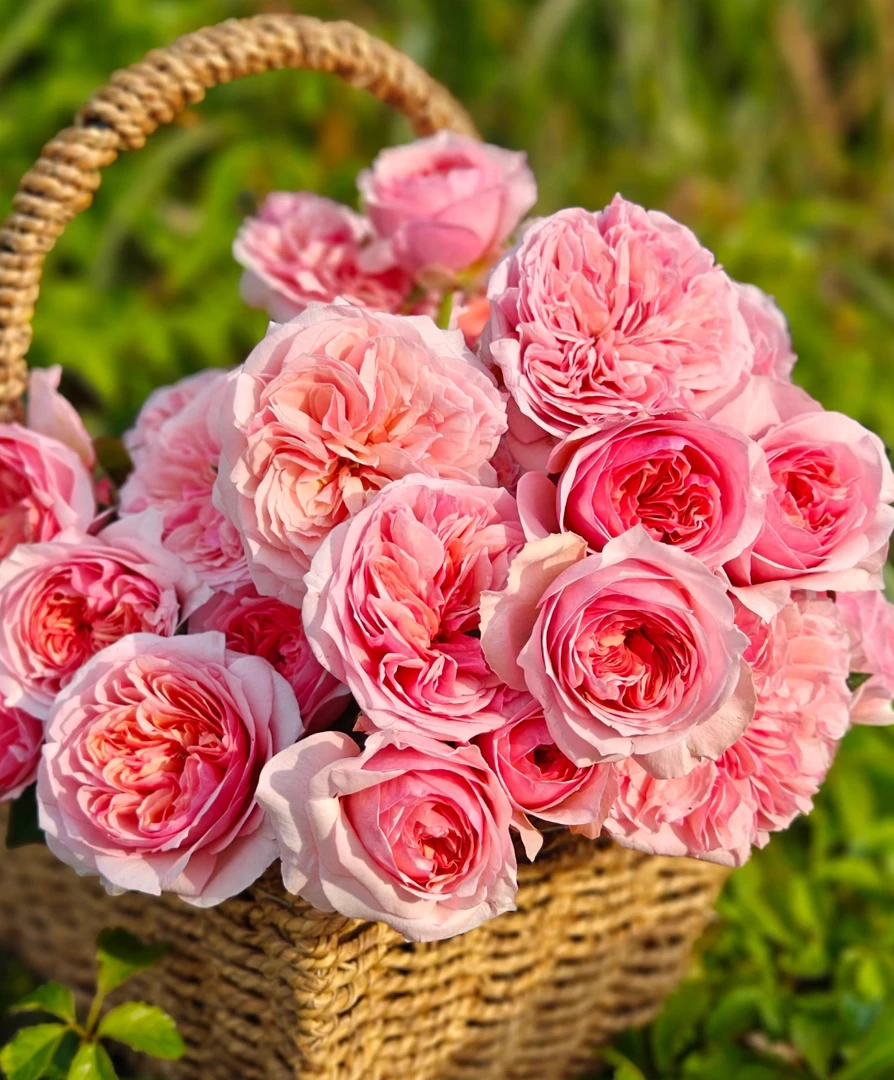 云南直发基地朱丽叶单头玫瑰鲜切花 全场任意两单京东/顺丰