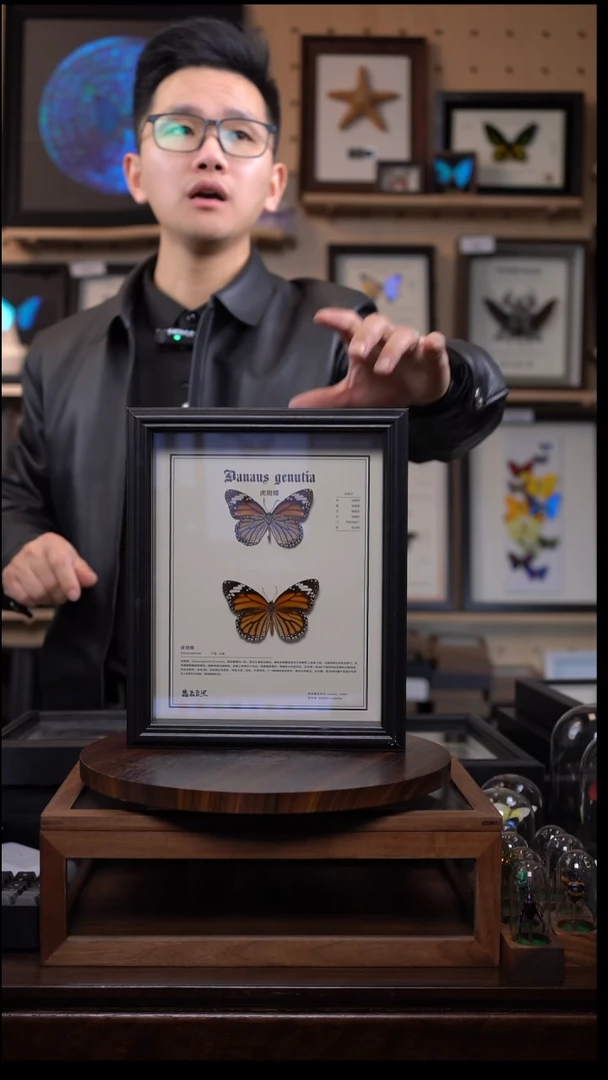 虎斑蝶两只科普款黑框