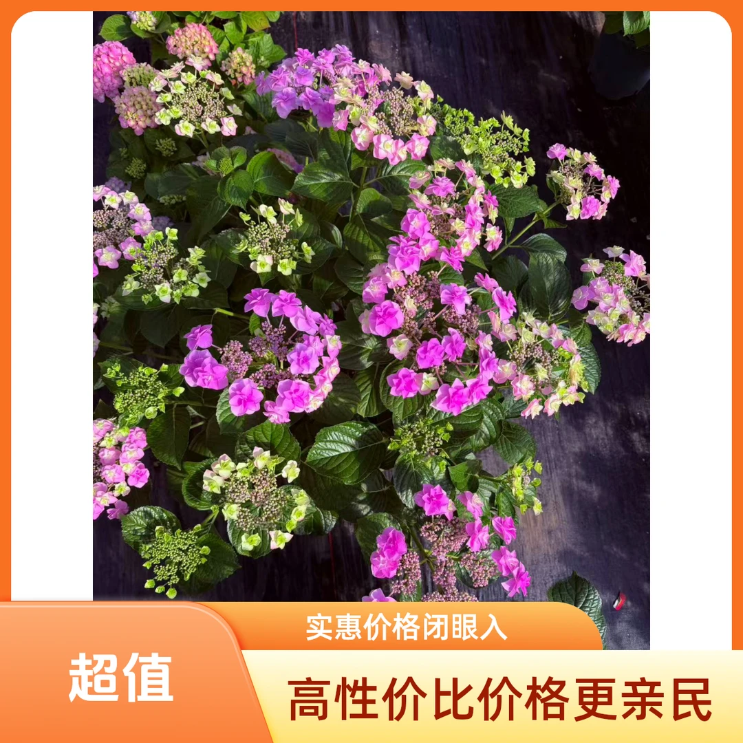 大花绣球花苗盆栽四季开花室内好养活绿植