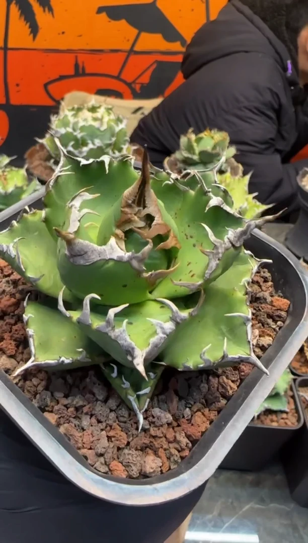 【闪购商品】魔丸仁王冠龙舌兰