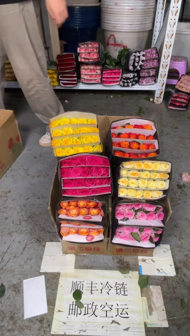 单头玫瑰60枝（任意3个品种）