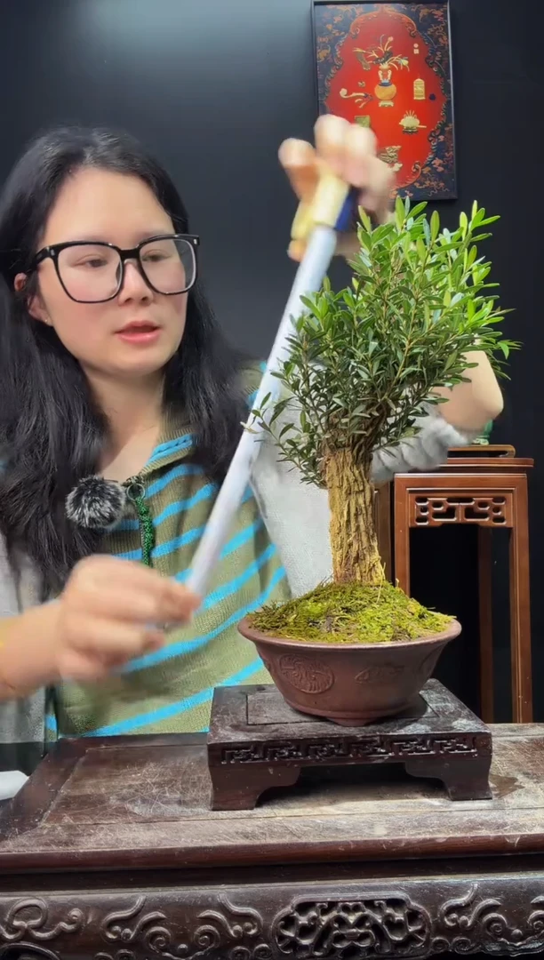 完全开放黄杨000