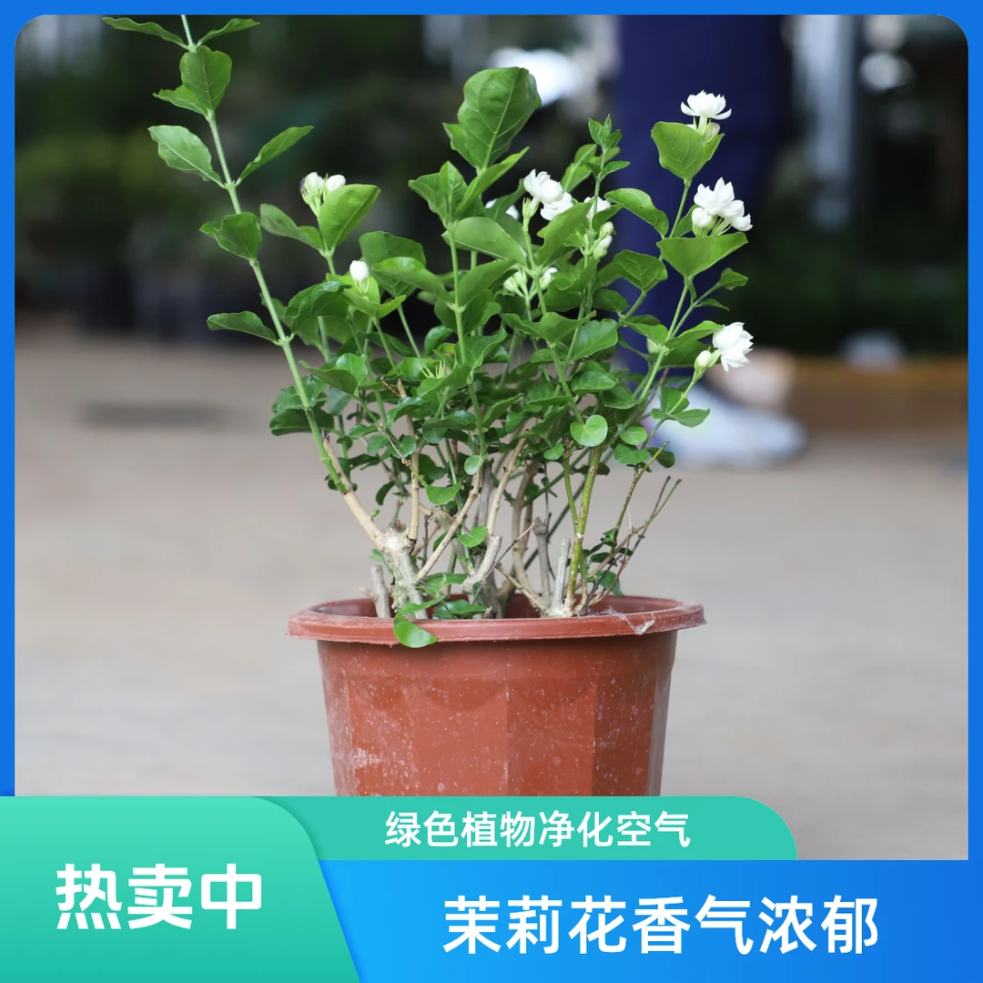 茉莉花重瓣茶香苗盆栽浓香开花不断室内外庭院花卉绿植