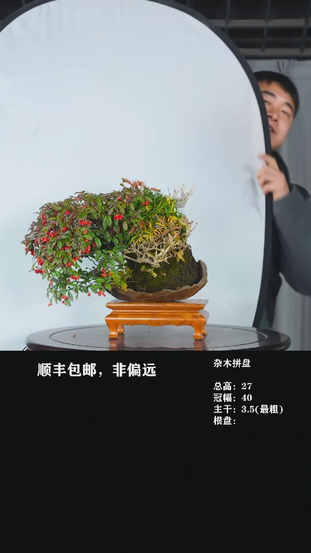 【闪购商品】-杂木拼-T2