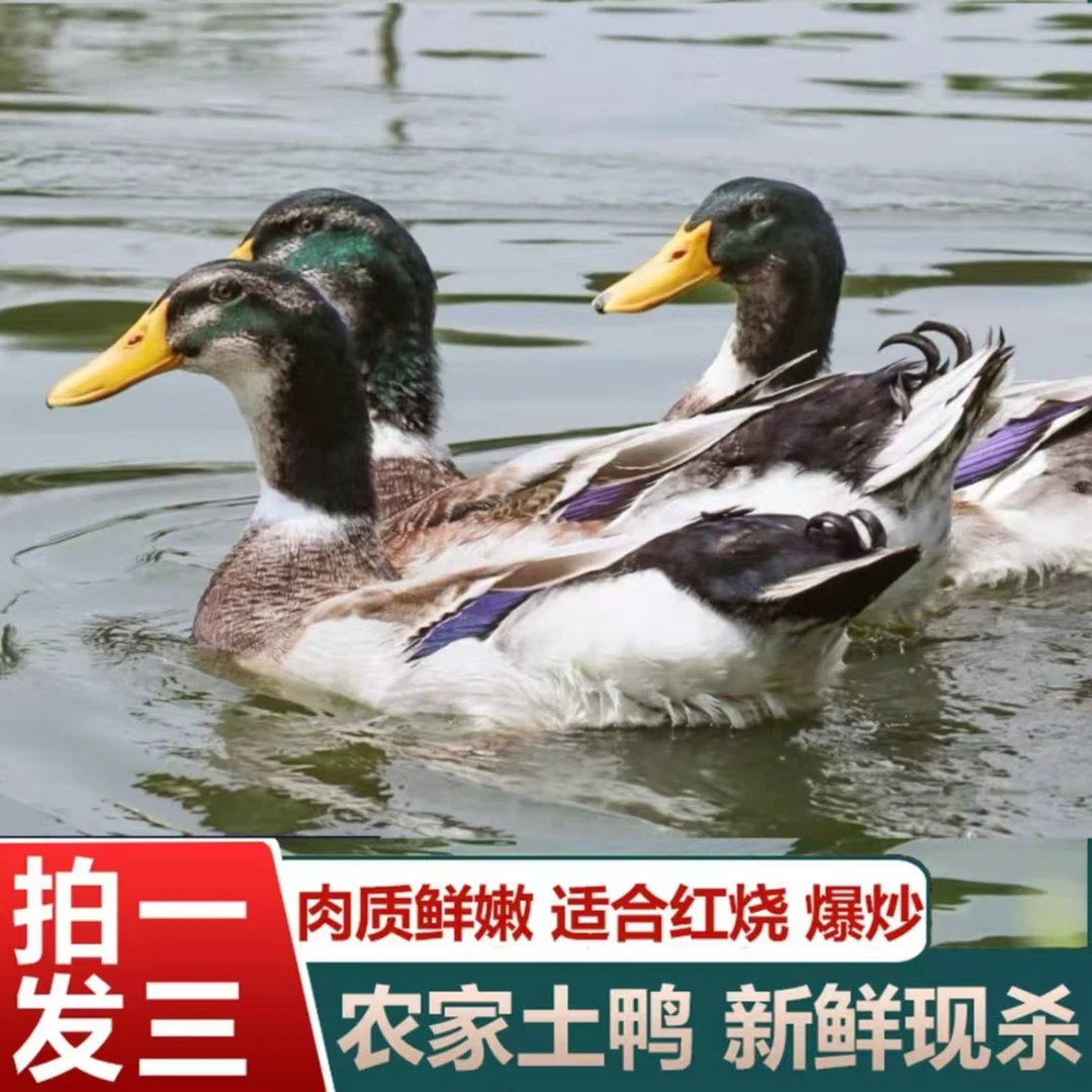 【生态农场2】农家散养土鸭子 发3只净重共8-9斤 冷链运输