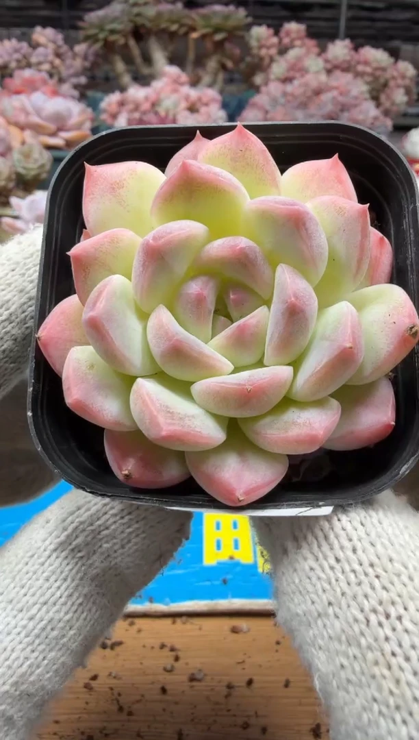 东云多肉园三店-156