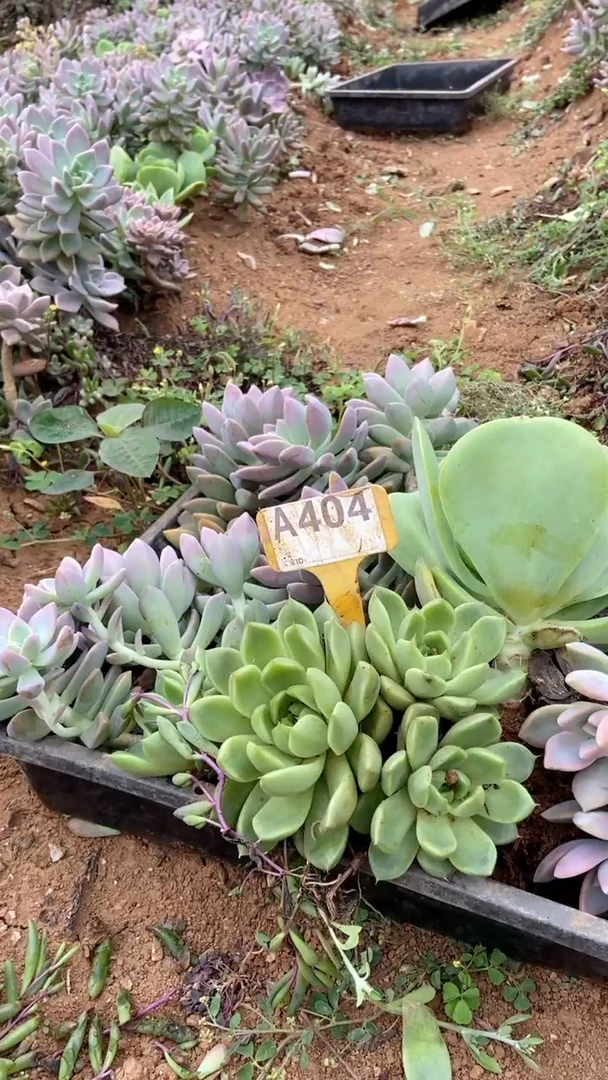 A404闪购清风花木兰多肉组合脱土发货