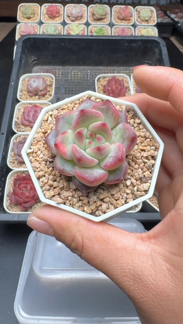 【闪购商品】001D物拍多肉带盆土6.5杯拍3颗包柚