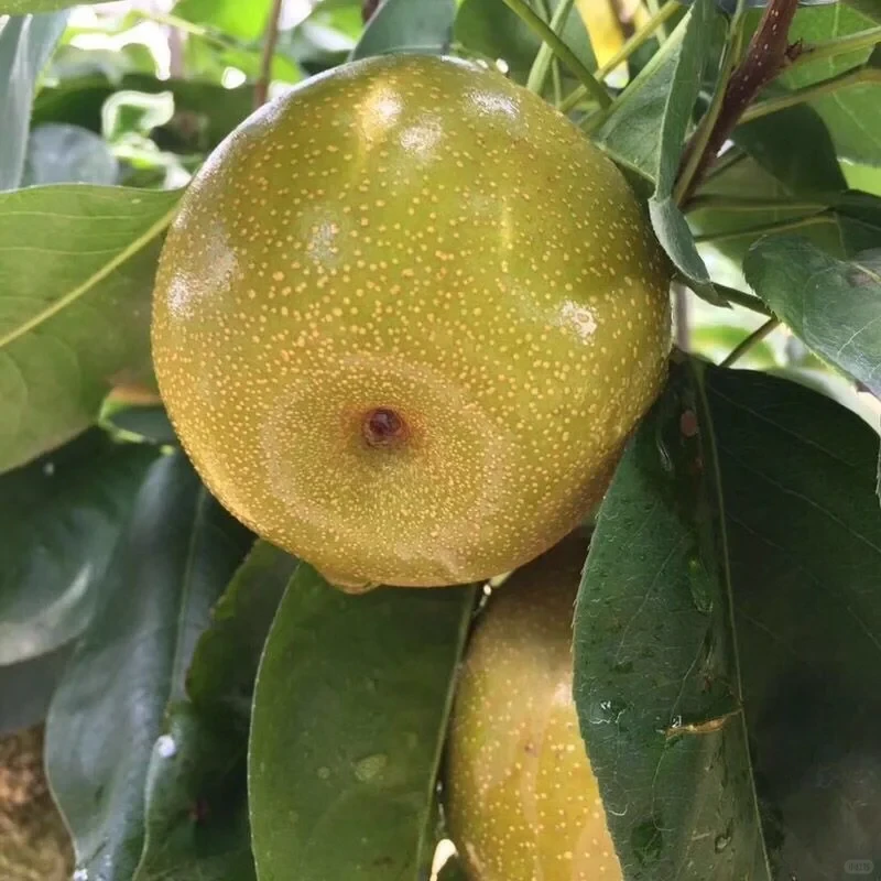 崇明翠冠梨现摘现发酥脆无渣清甜爆汁顺丰包邮