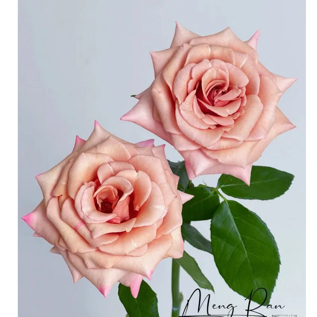 莫泊玫瑰（怒放/香味/高级）