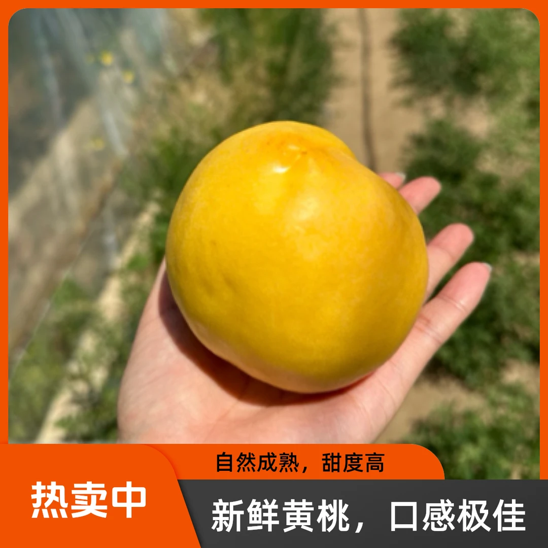 【顺丰包邮】辽宁营口盖县头茬黄金油桃新鲜现摘现发爽口清甜甜脆