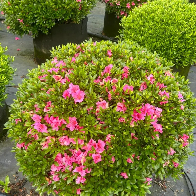[矮婆鹃] 1盆1加仑 杜鹃庭院花卉阳台造景植物