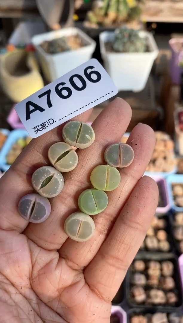 【闪购商品】7606直播一物一拍