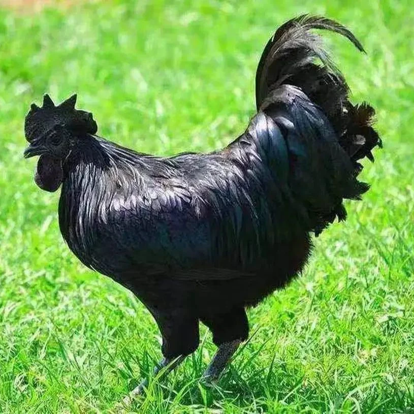 活体宠物鸡 大种乌骨鸡包邮到手好看