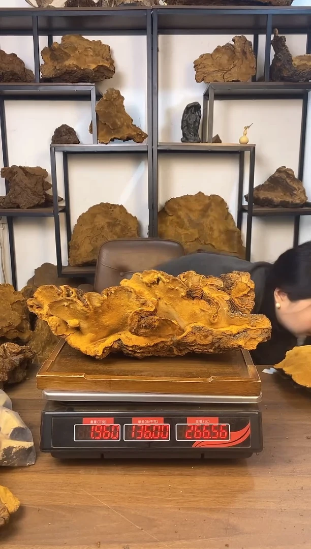 藏区野生松针层孔菌