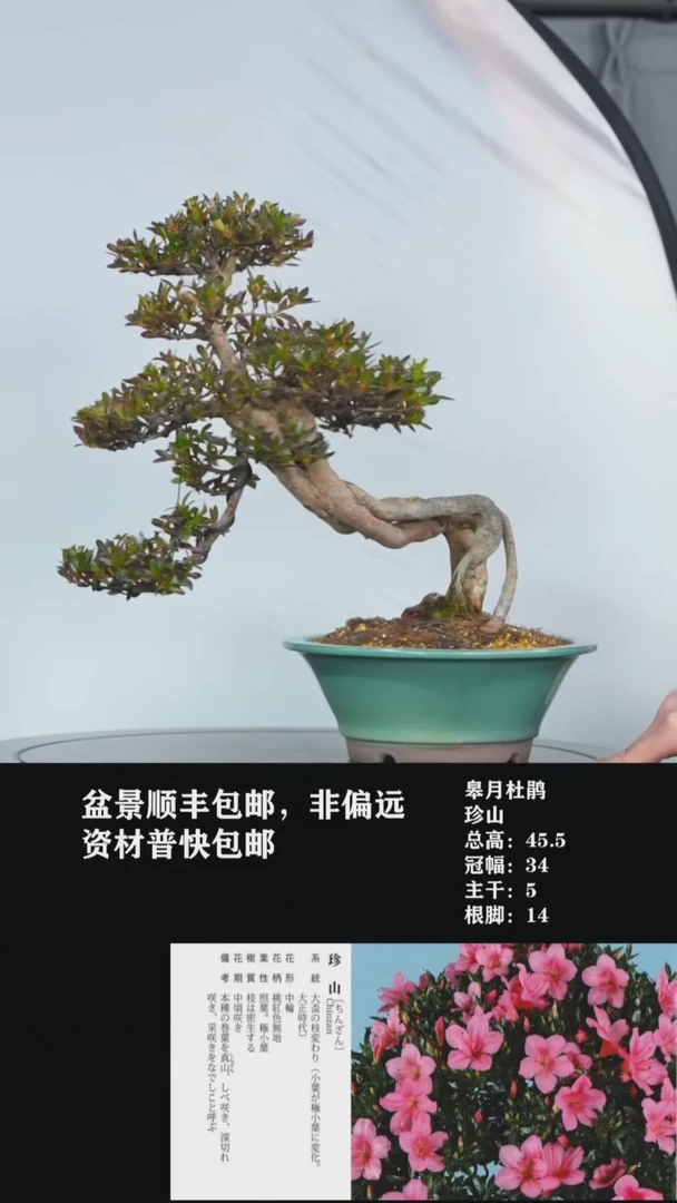 【闪购商品】-珍山-V23