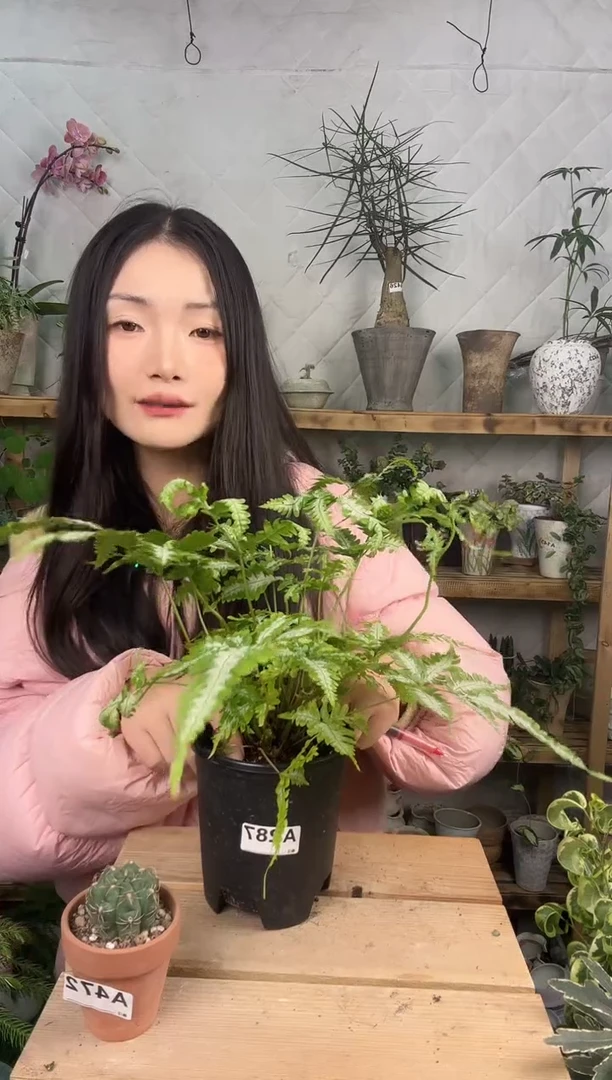 无花朵287白锦凤尾蕨育苗盆